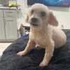 jeffrey_puli